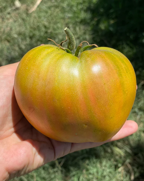 Tomate Taiga