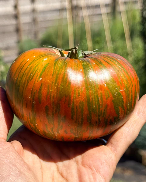 Tomate Chocolate Stripes