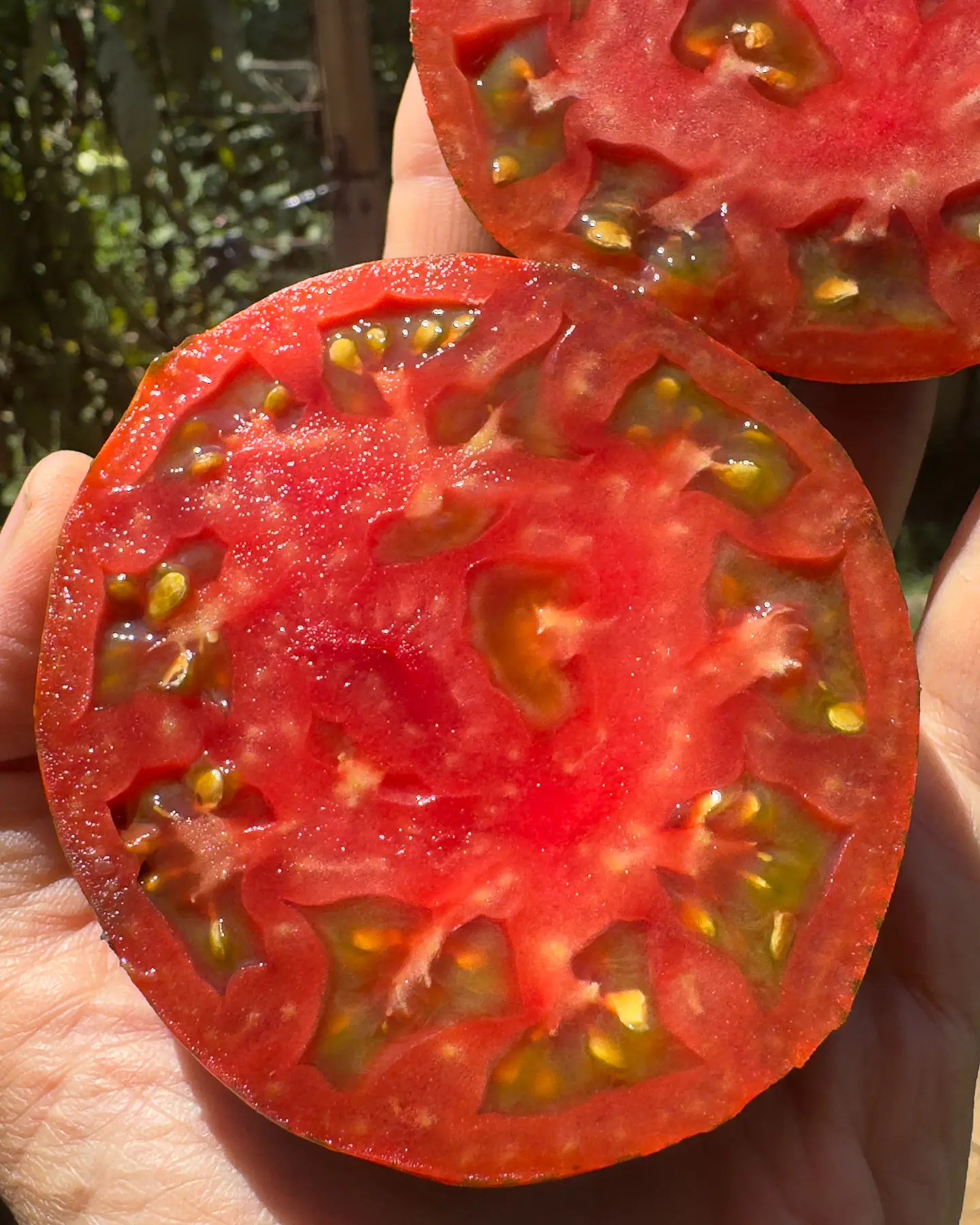 Tomate Chocolate Stripes 4