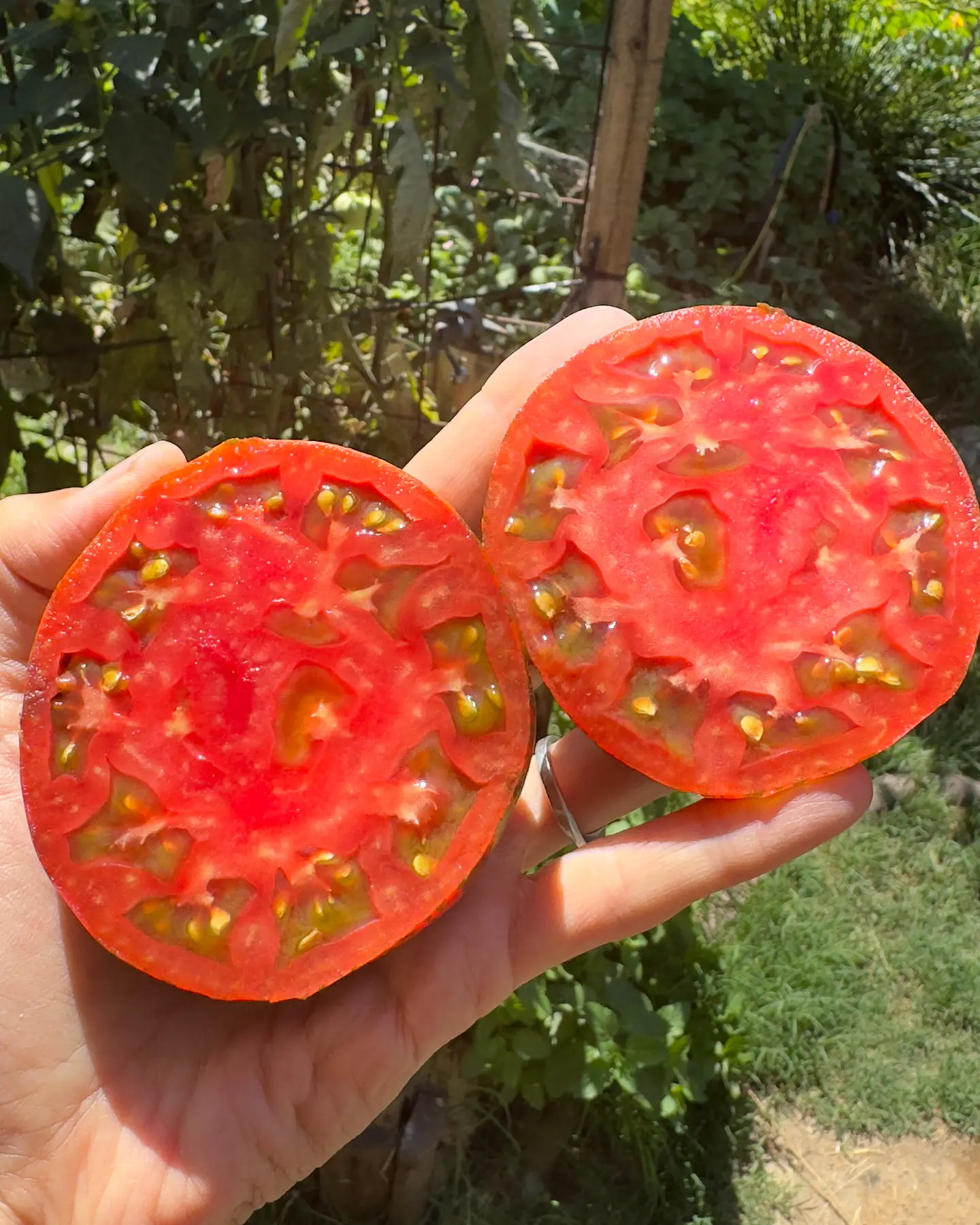 Tomate Chocolate Stripes 3