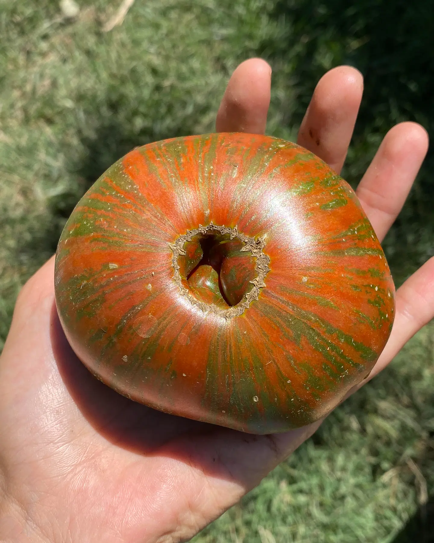 Tomate Chocolate Stripes 2