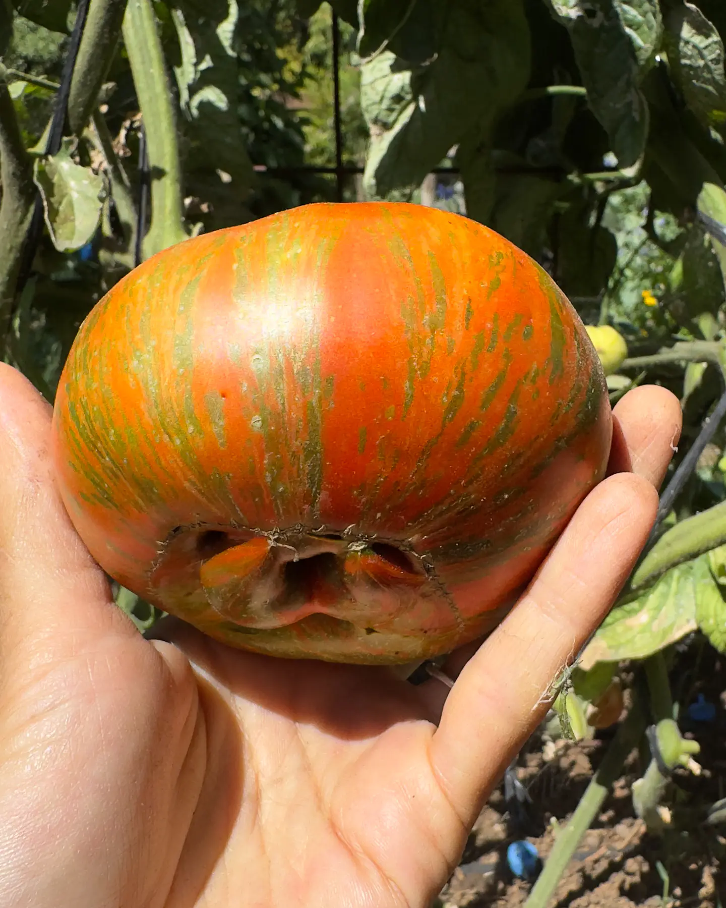 Tomate Girl Girl's Weird Thing 3