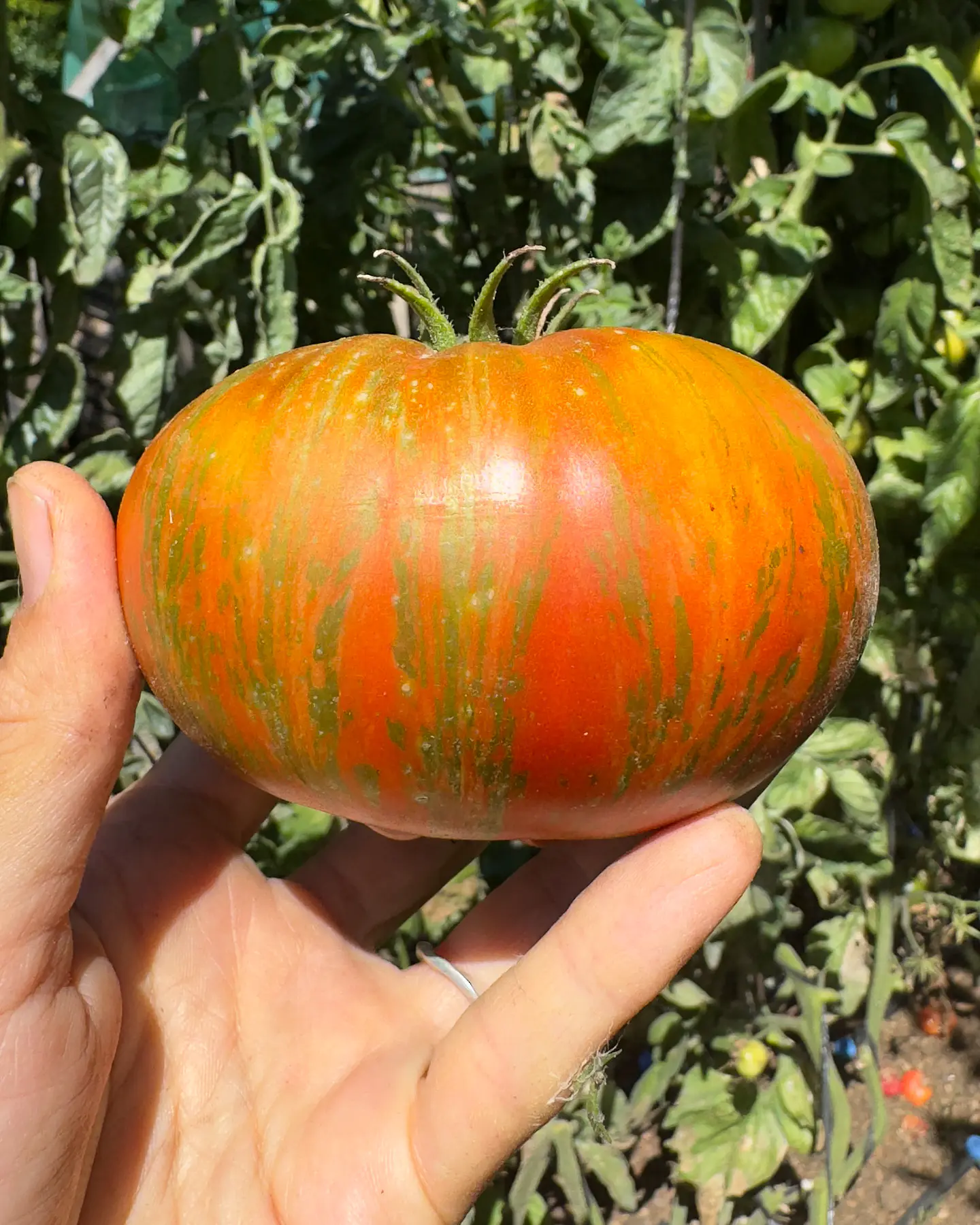Tomate Girl Girl's Weird Thing 2