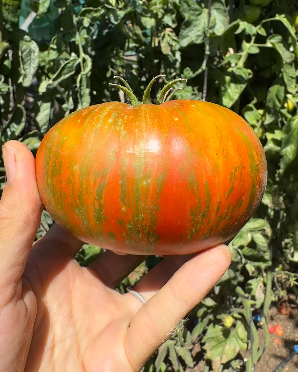 Tomate Girl Girl's Weird Thing 2