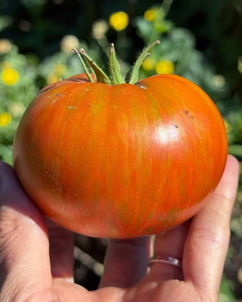 Tomate Girl Girl's Weird Thing 1