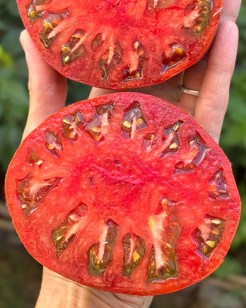 Tomate Girl Girl's Weird Thing