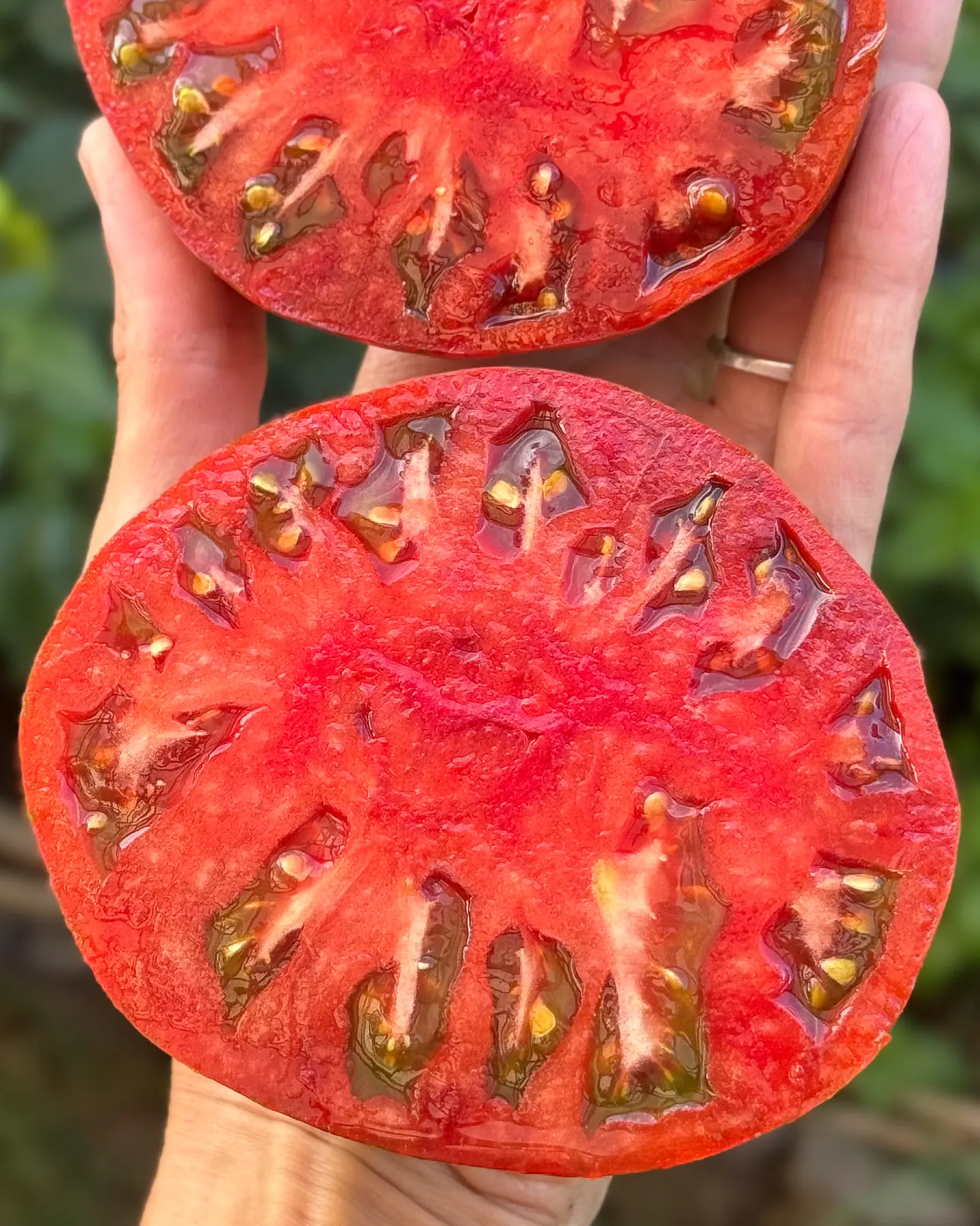 Tomate Girl Girl's Weird Thing 4