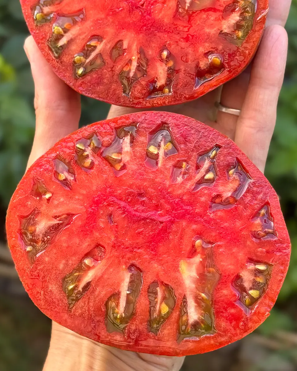 Tomate Girl Girl's Weird Thing 4