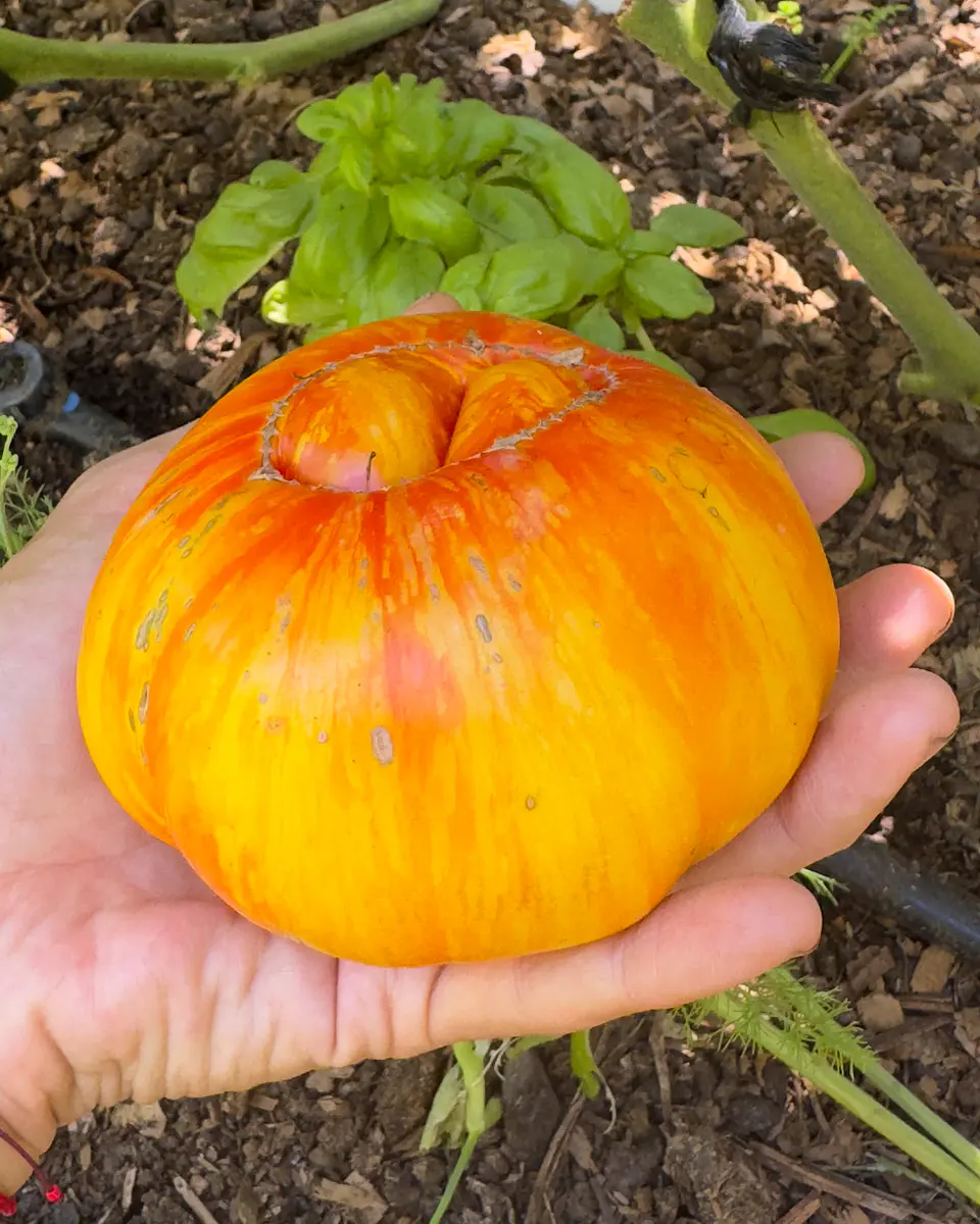 Tomate Lithium Sunset 2