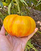 Tomate Lithium Sunset - Miniatura 3