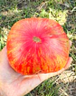 Tomate Pink Jazz - Miniatura 2