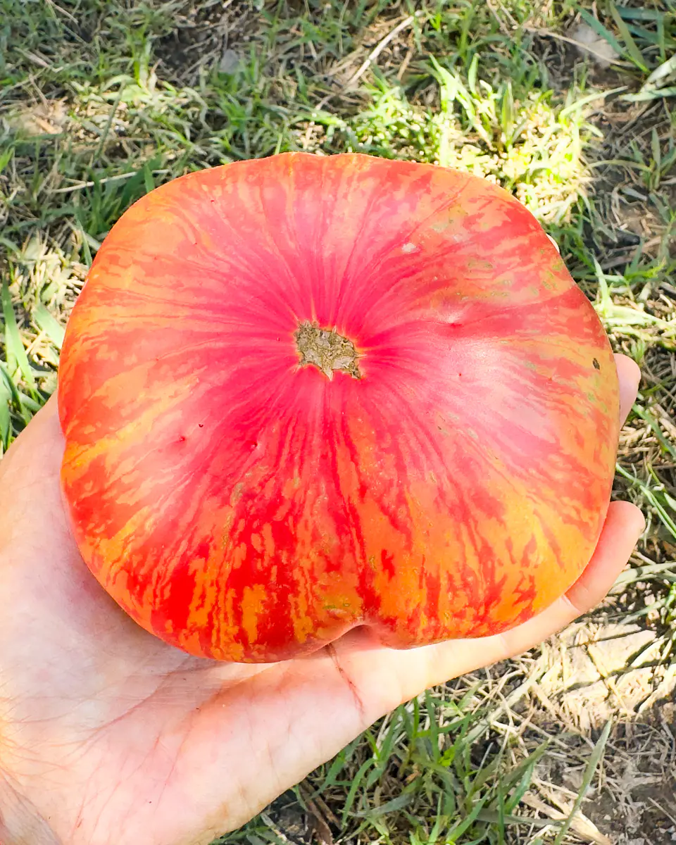 Tomate Pink Jazz 2