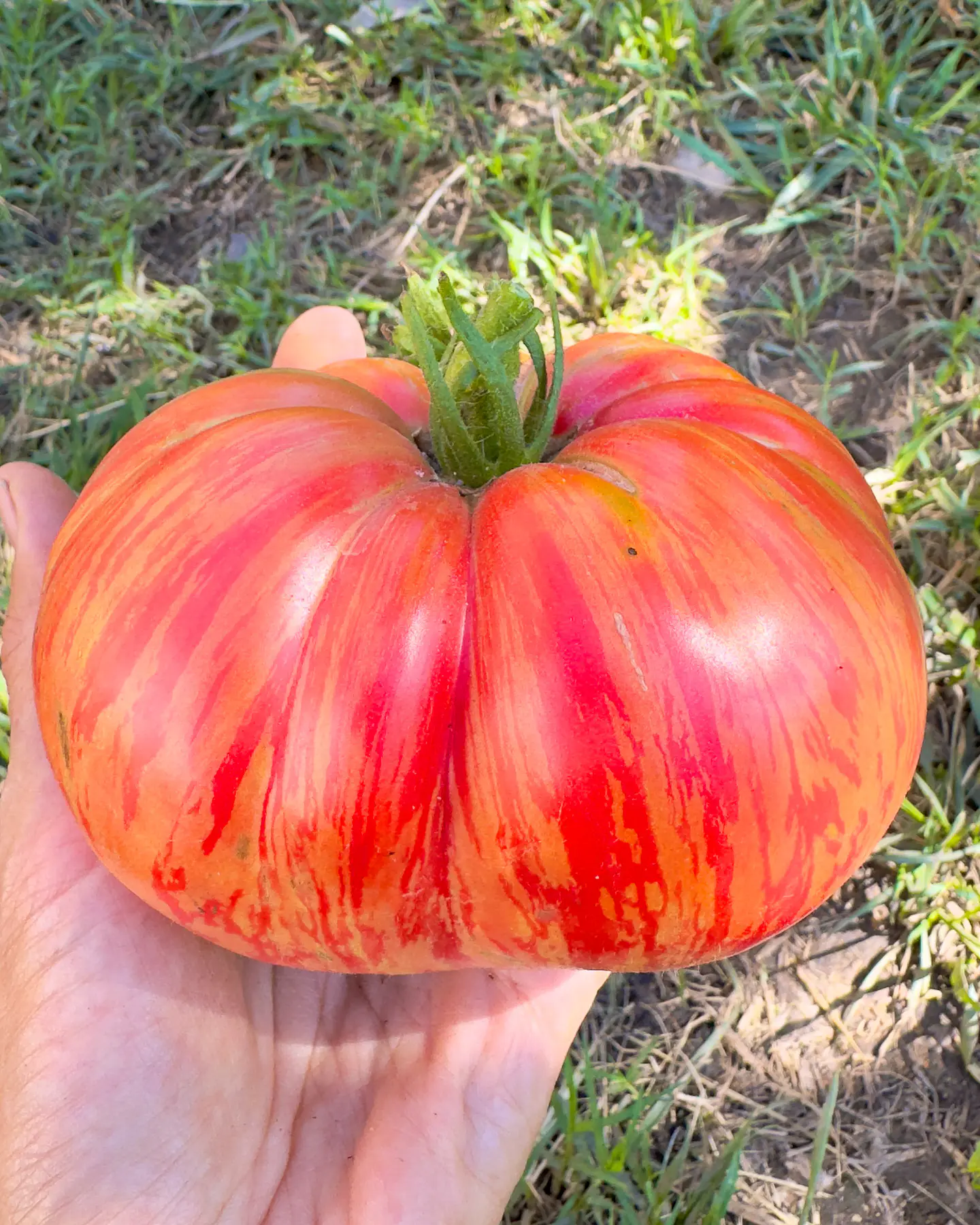 Tomate Pink Jazz 1