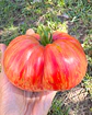 Tomate Pink Jazz - Miniatura 1