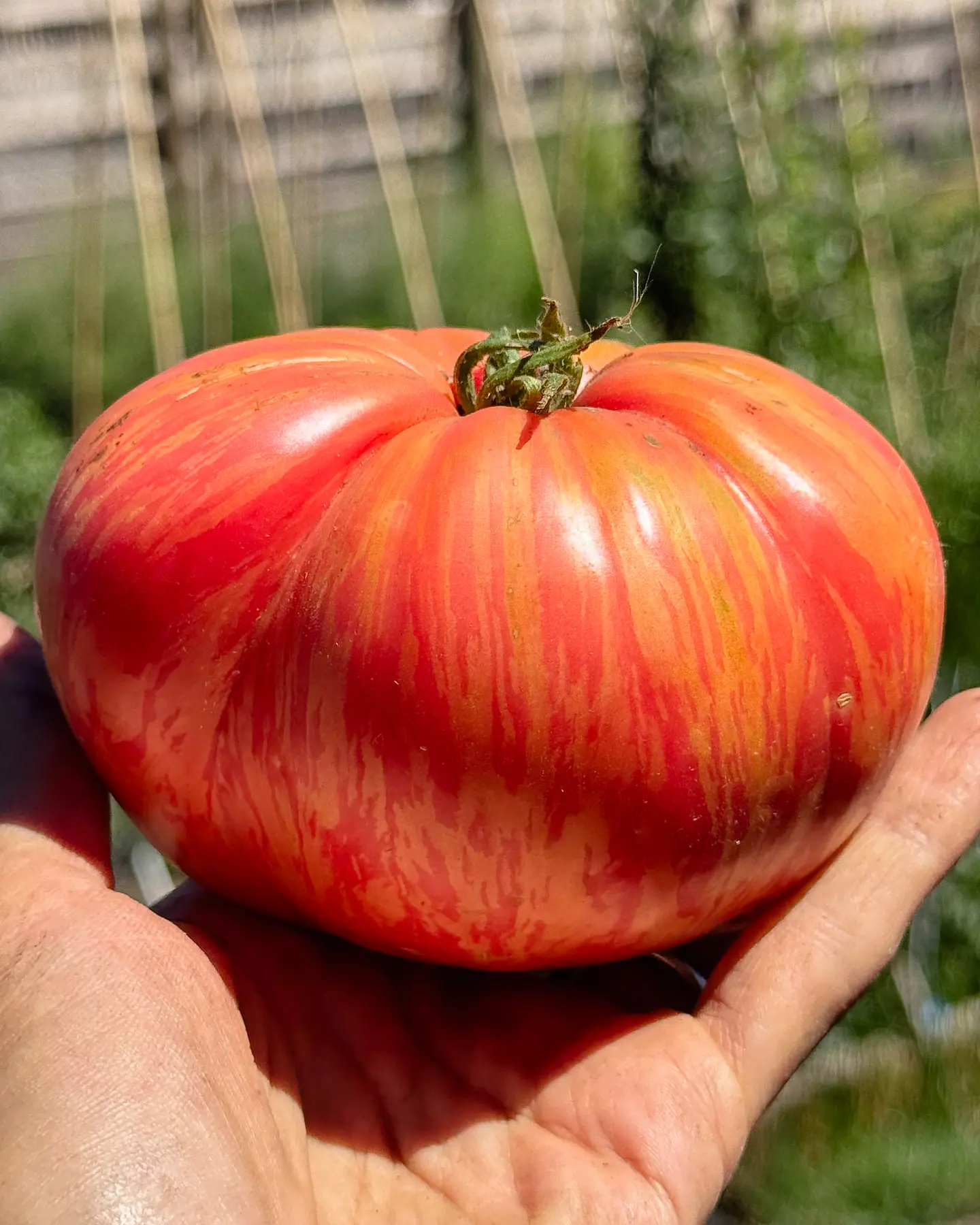 Tomate Pink Jazz 3