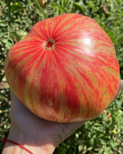 Tomate Pink Jazz