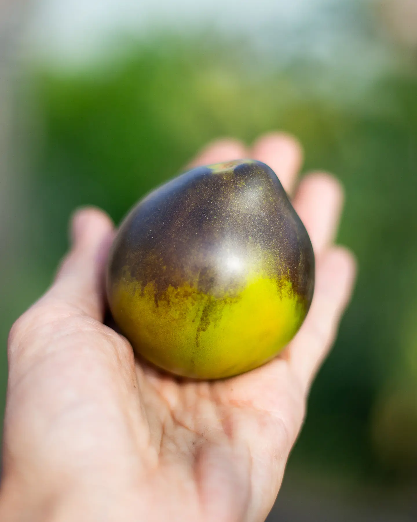 Tomate Flanders Contrast 3