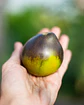 Tomate Flanders Contrast - Miniatura 3