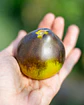 Tomate Flanders Contrast - Miniatura 1