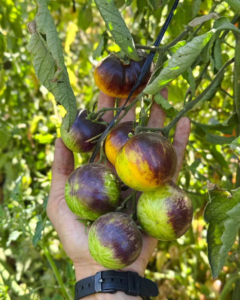 Tomate Ussuri Tiger