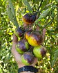 Tomate Ussuri Tiger - Miniatura 2