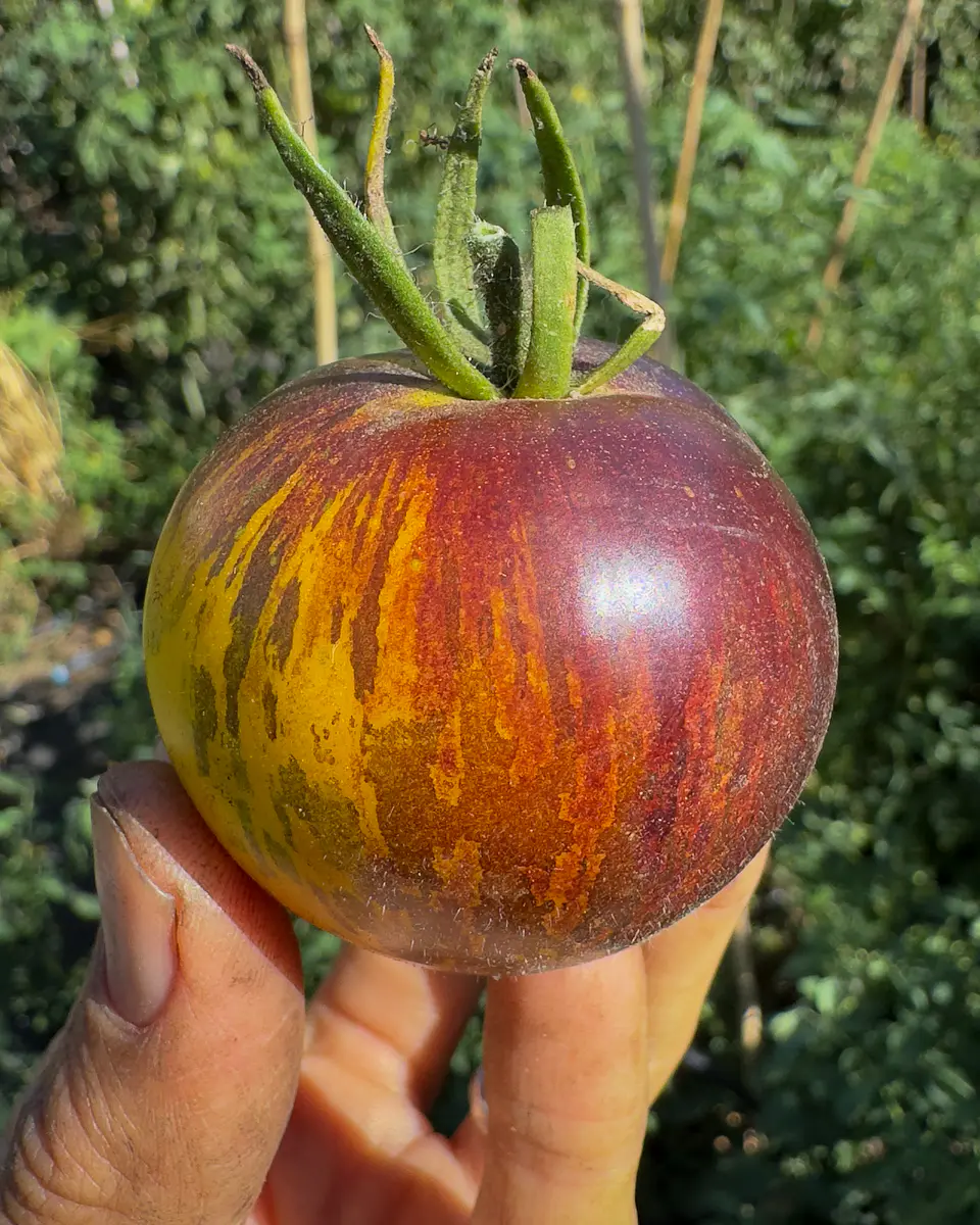 Tomate Ussuri Tiger 1