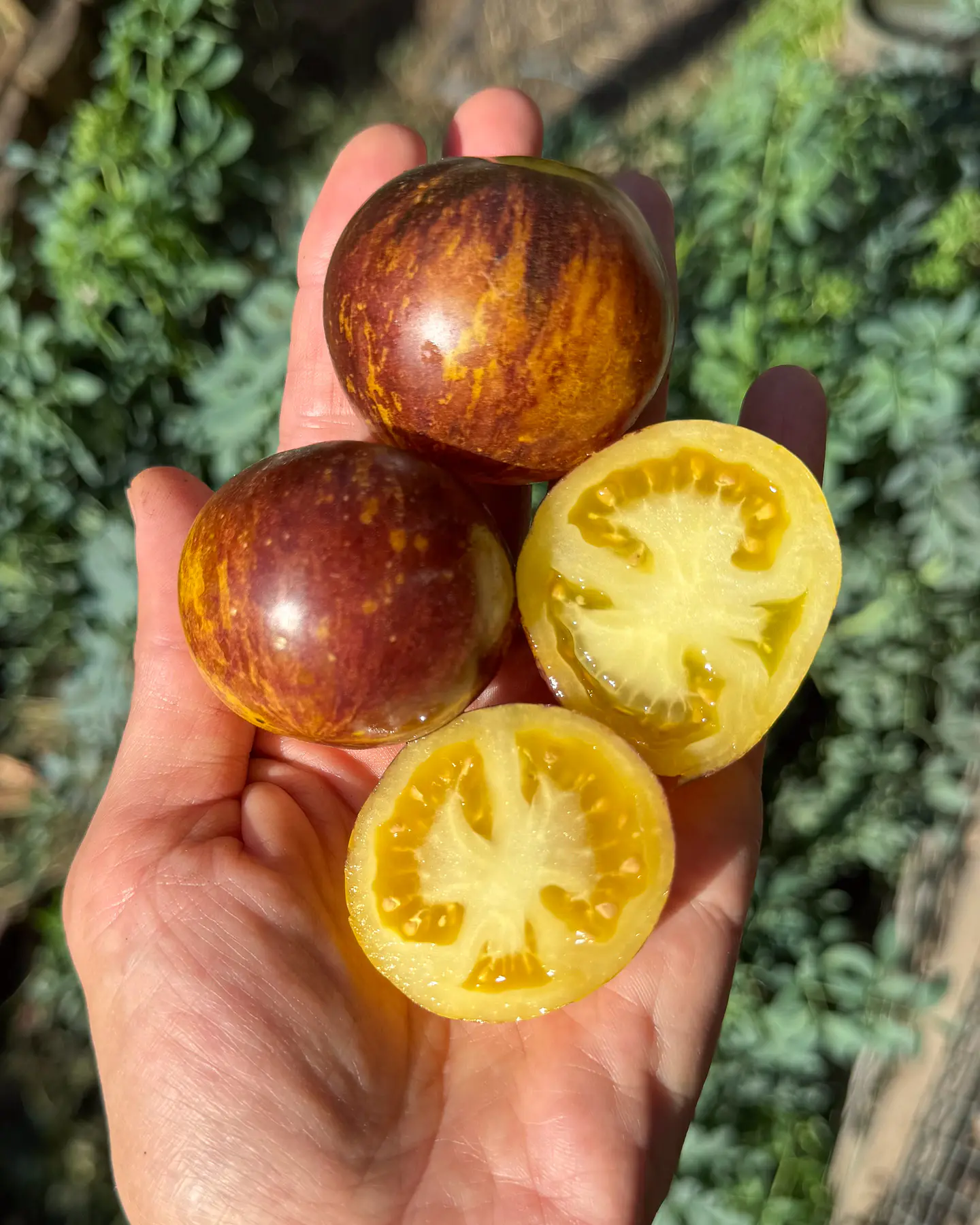 Tomate Ussuri Tiger 3