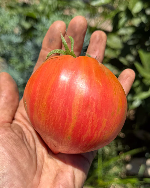 Tomate Crushed Heart