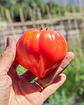 Tomate Crushed Heart - Miniatura 2