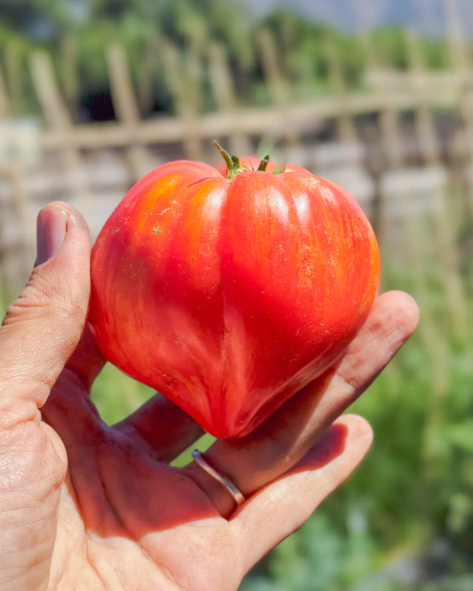 Tomate Crushed Heart 2