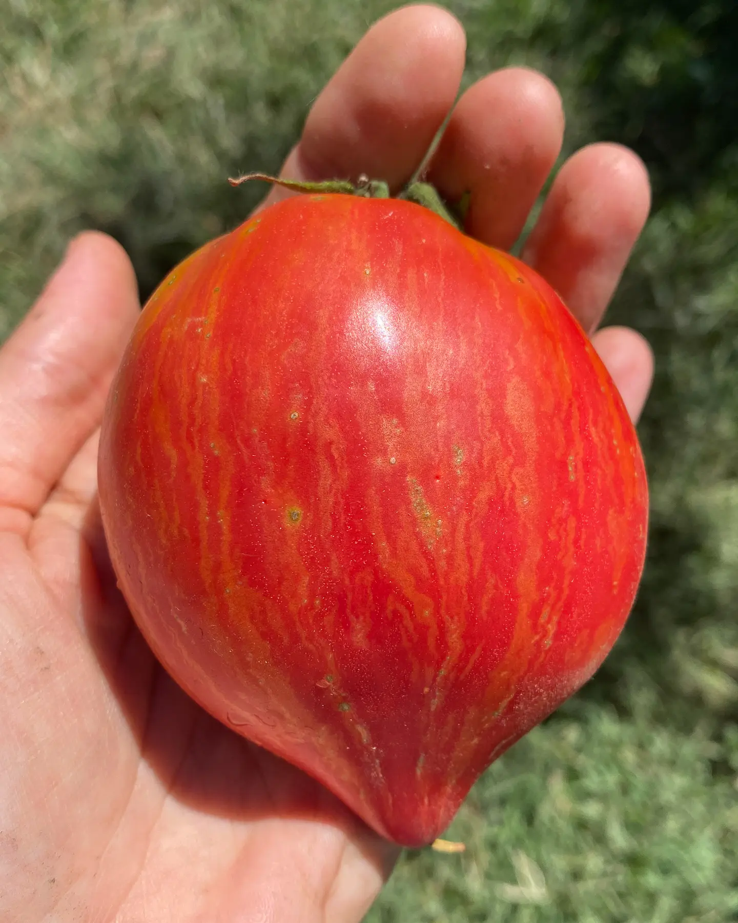 Tomate Crushed Heart 3