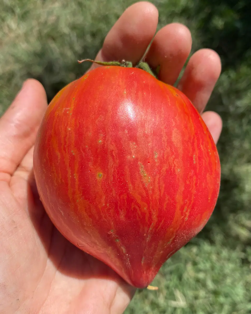 Tomate Crushed Heart 3