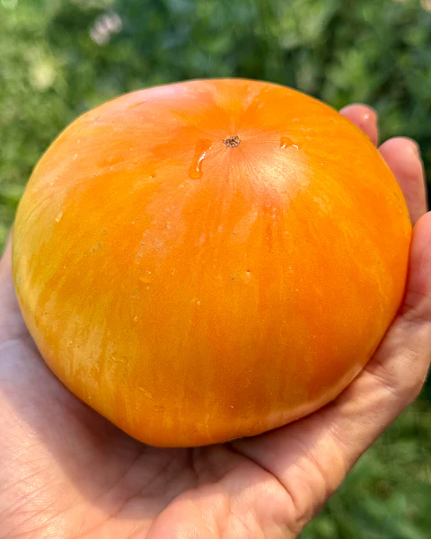 Tomate Orange Jazz