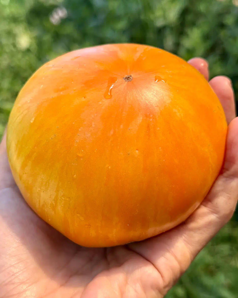 Tomate Orange Jazz 1