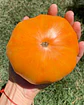 Tomate Orange Jazz - Miniatura 2