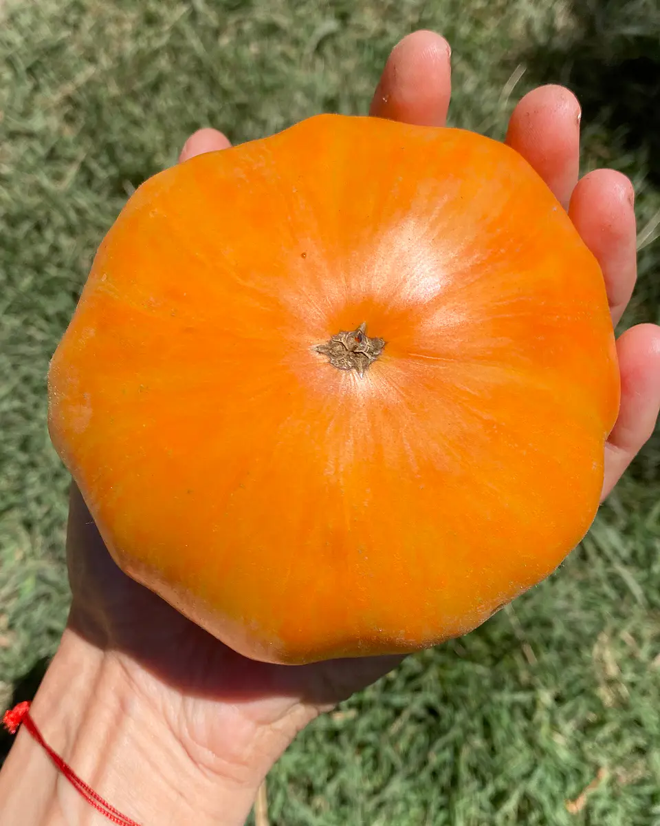 Tomate Orange Jazz 2