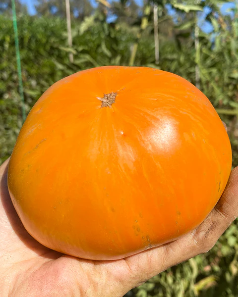 Tomate Orange Jazz