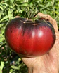 Tomate Black Beauty - Miniatura 1