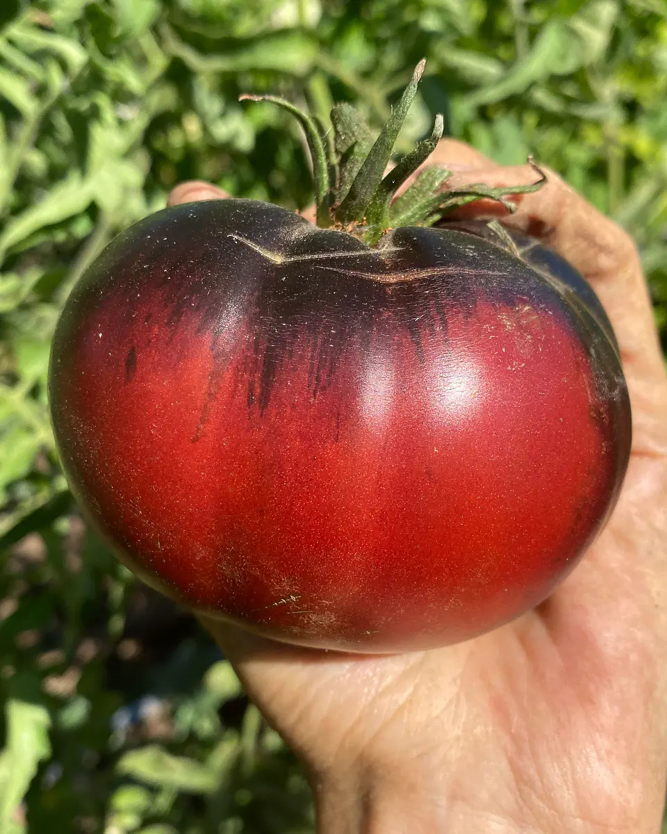 Tomate Black Beauty 1