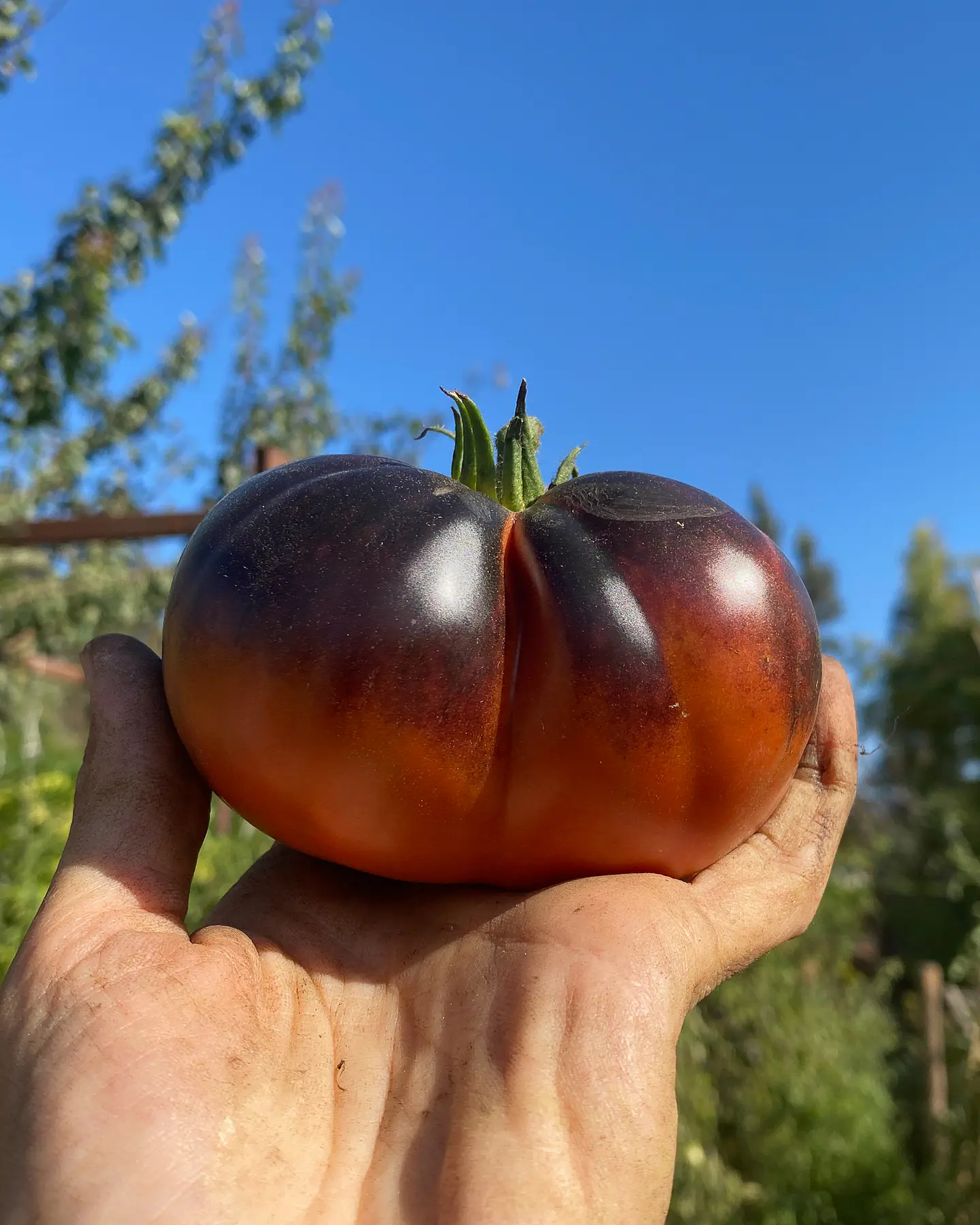 Tomate Black Beauty 2