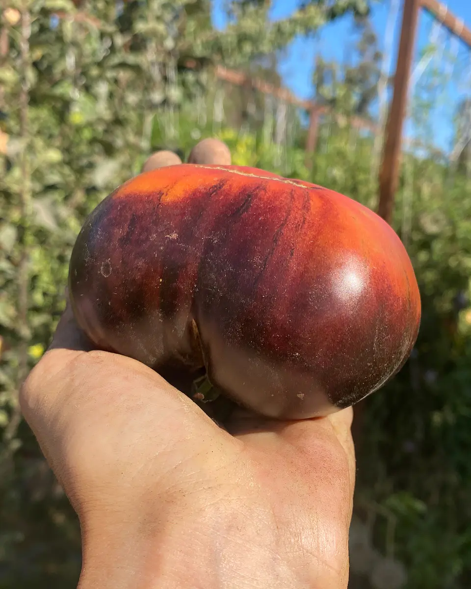 Tomate Black Beauty 3