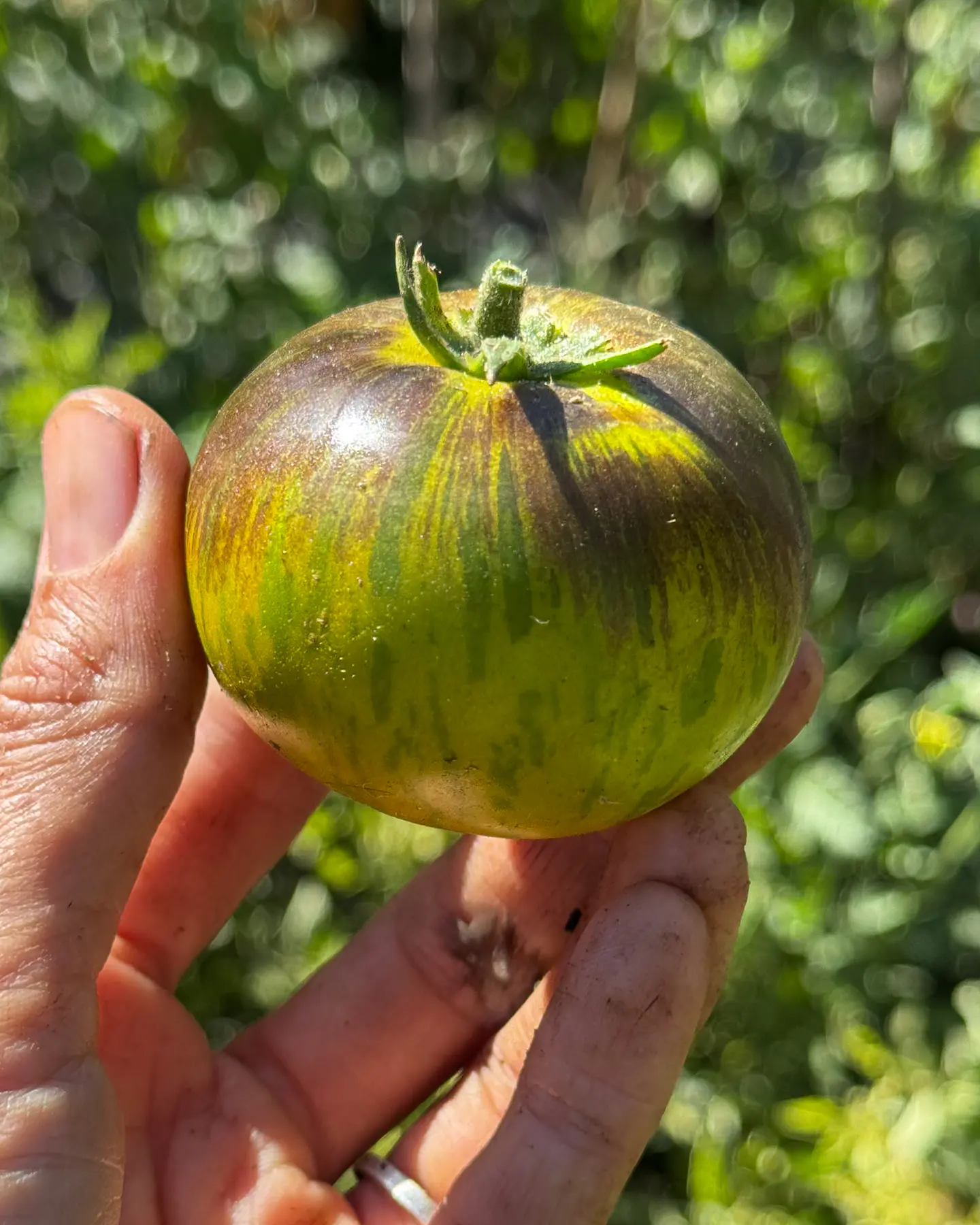 Tomate Xanadu Green Goddess 4