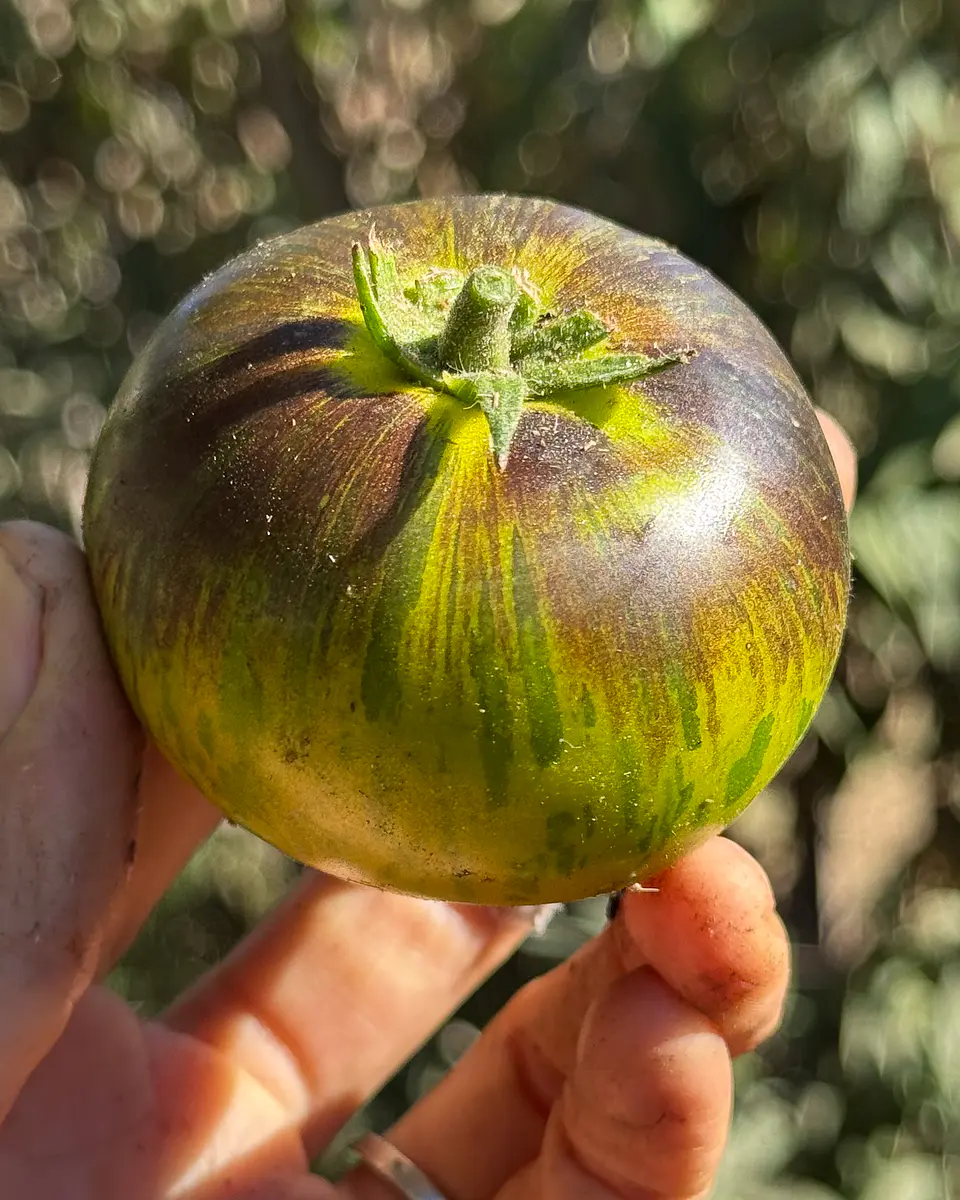 Tomate Xanadu Green Goddess 1