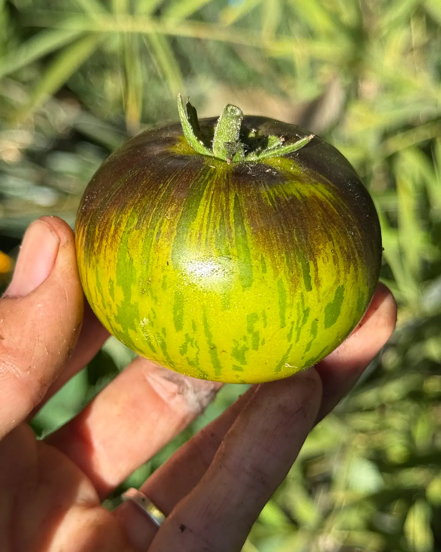 Tomate Xanadu Green Goddess 3