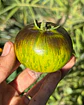 Tomate Xanadu Green Goddess - Miniatura 3
