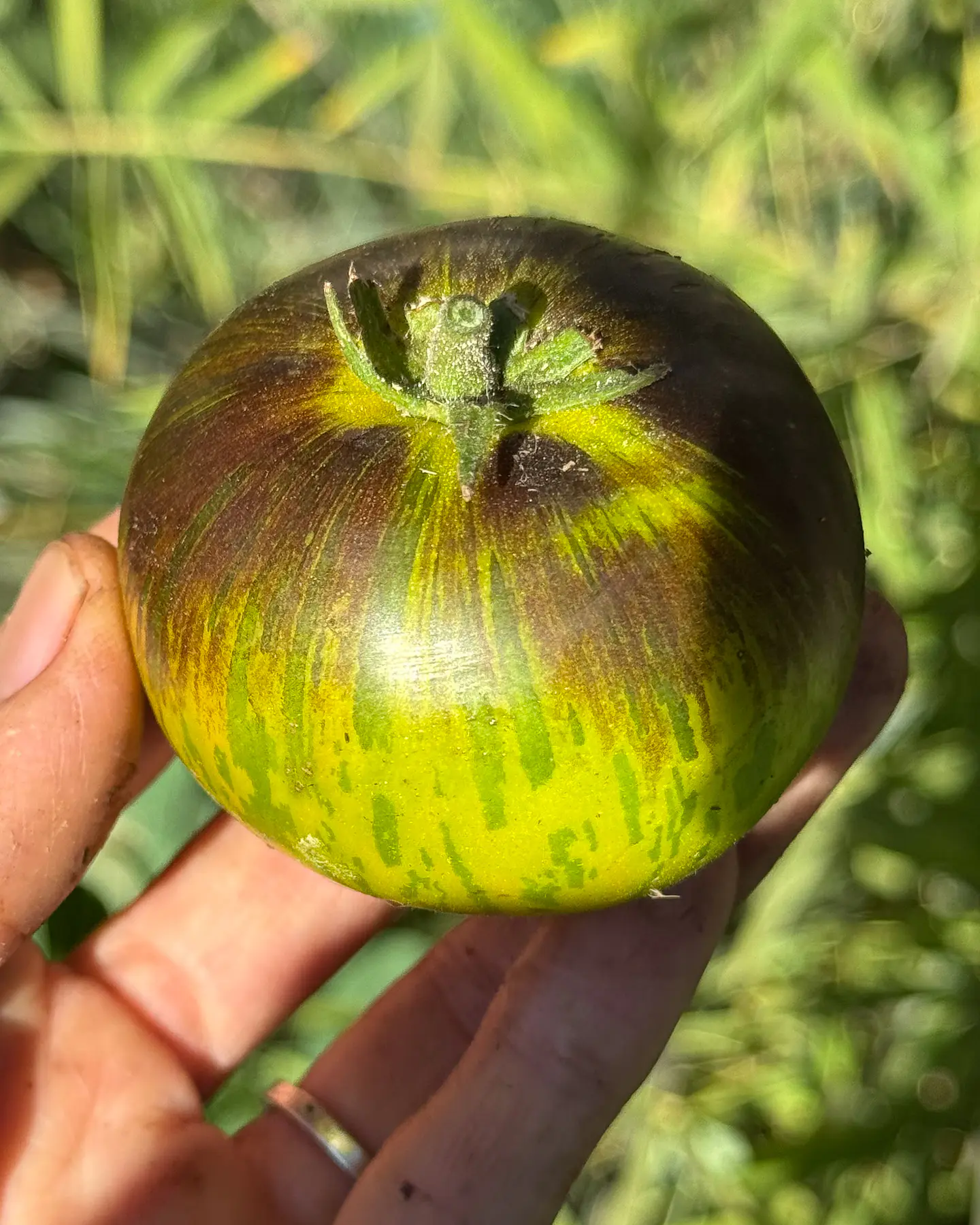 Tomate Xanadu Green Goddess 2