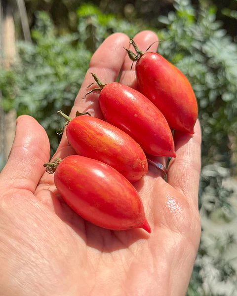 Tomate cherry Pink Tiger