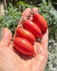 Tomate cherry Pink Tiger - Miniatura 2