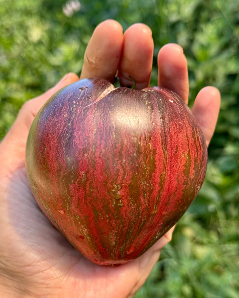 Tomate Rebel Starfighter Prime