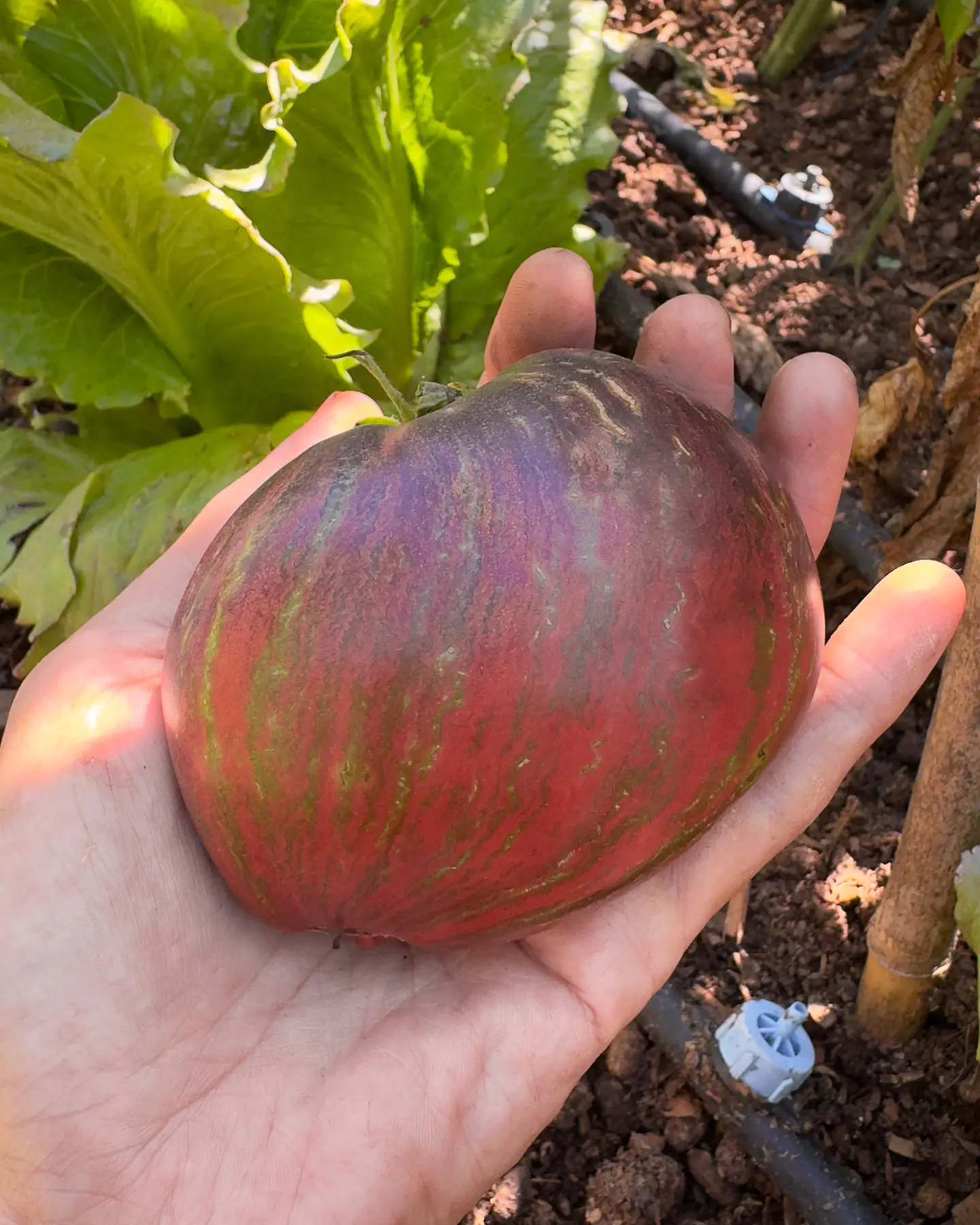 Tomate Rebel Starfighter Prime 2